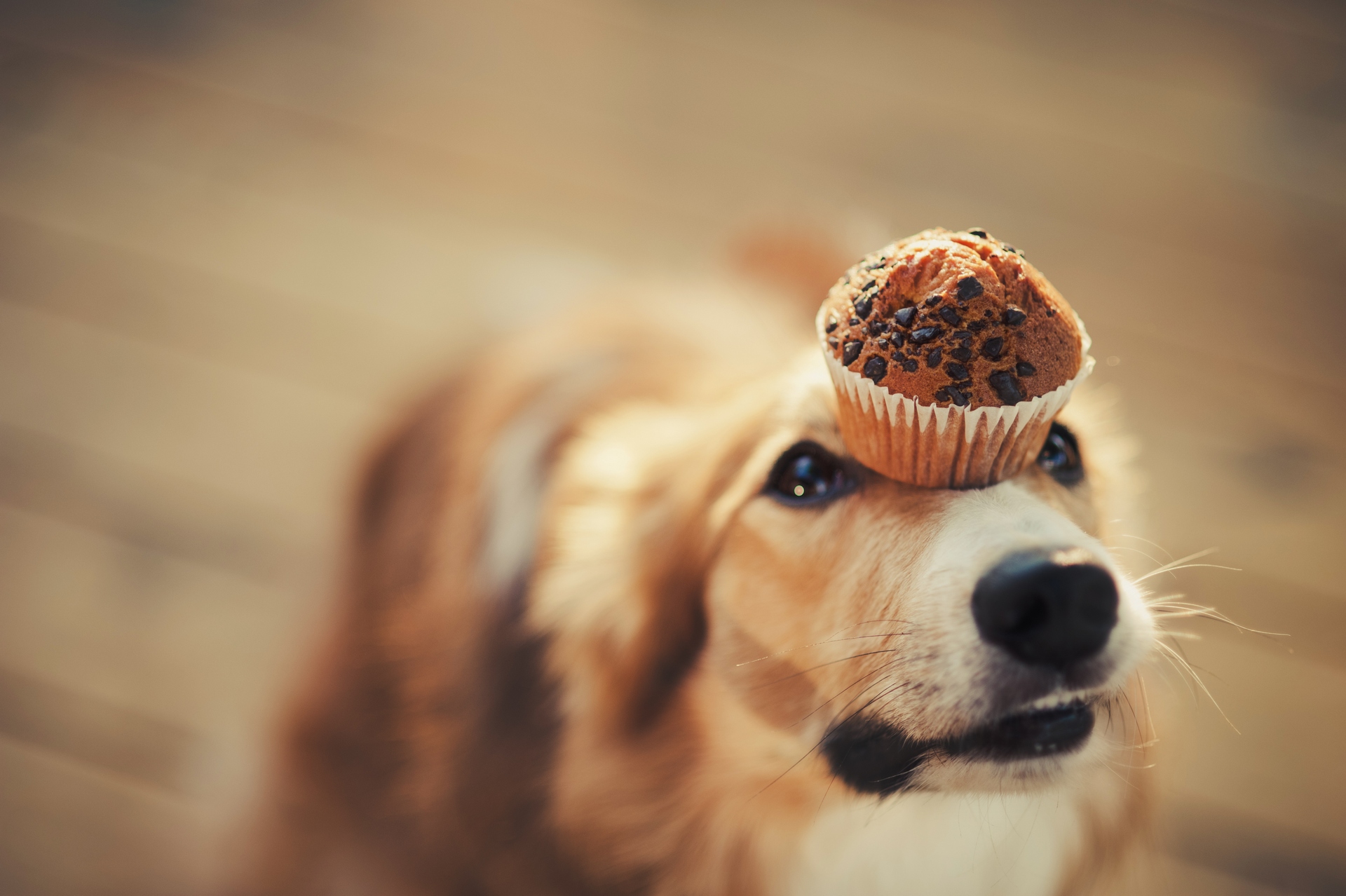 Unsafe foods for dogs