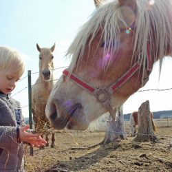 Young Child Feeding Horse on Farm